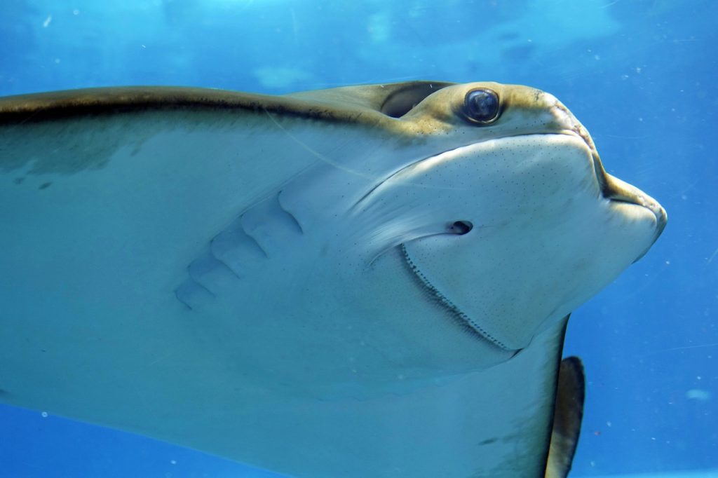 stingray, rays, underwater